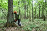 EU hauls Poland to top court over ancient forest logging