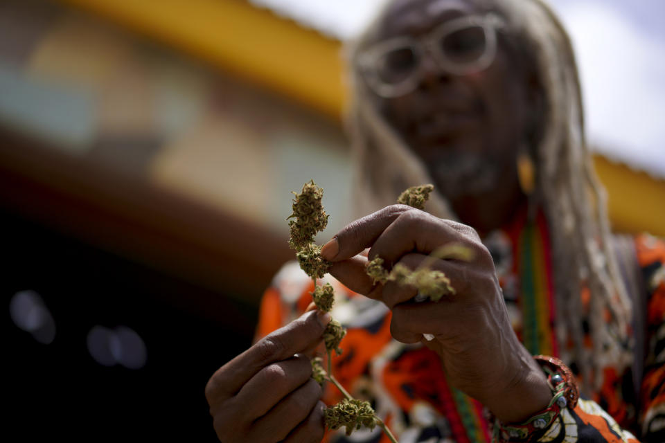 Ras Kiyode Erasto, a priest and chairman of the Ras Freeman Foundation, cleans the leaves from a cannabis plant while standing outside of the tabernacle on Sunday, May 14, 2023, in Liberta, Antigua. Erasto suffered bullying and discrimination growing up as a Rastafari. At one point, his mother had to cut his dreadlocks so he could be allowed in school. (AP Photo/Jessie Wardarski)
