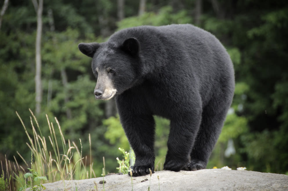 The boy said he was helped by a bear (Picture: Getty)