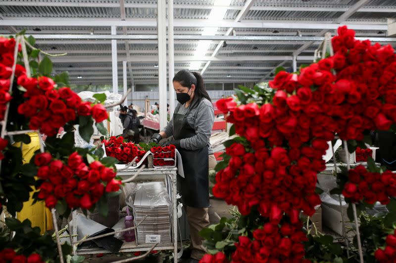 Foto de archivo. Una empleada de Colibrí Flowers prepara paquetes de rosas cortadas para exportar en el Día de San Valentín, en una finca ubicada en El Rosal, departamento de Cundinamarca