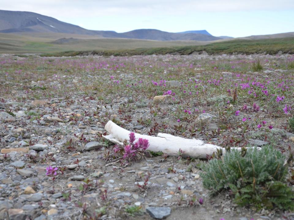 wrangel island