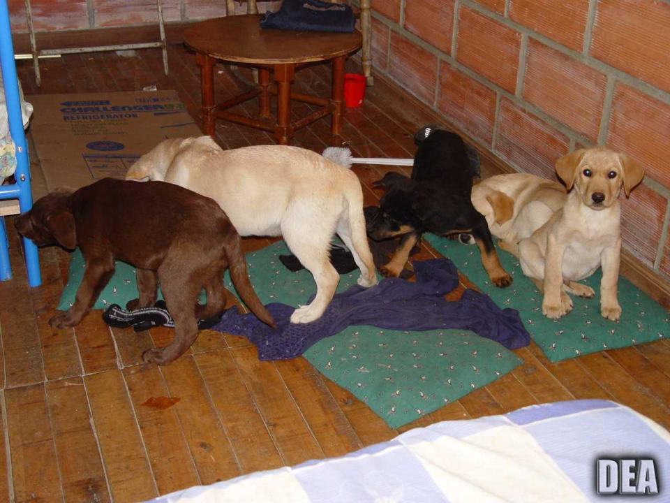 Puppies were rescued from a Colombian farm in 2005 (Picture: AP)