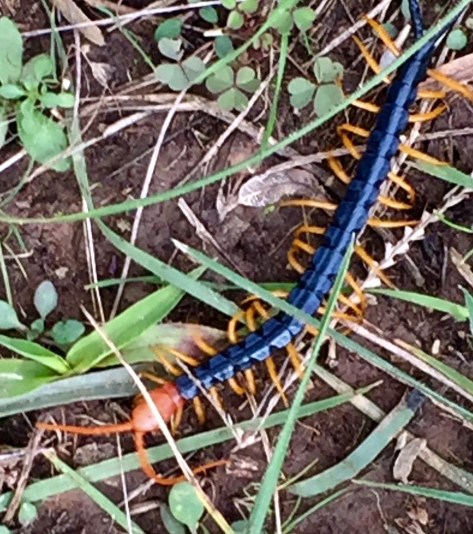A Texas redheaded centipede is spotted at Lake Arrowhead State Park in Wichita Falls.