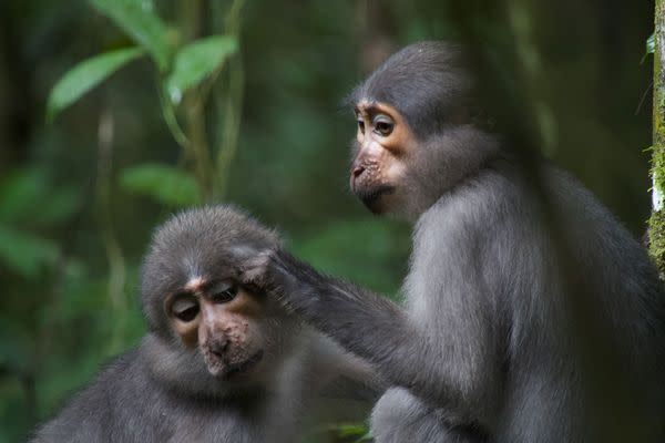 Mangabey close up