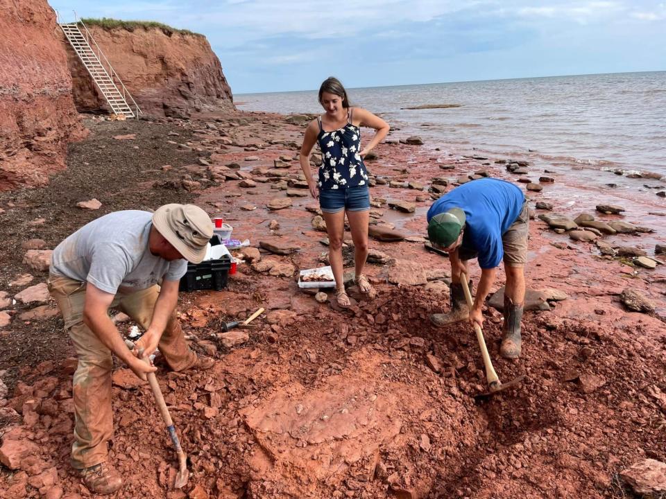 Teacher Discovers Fossil of Unknown Animal While Walking Dog on Beach. Credit: Texas Marine Mammal Stranding Network