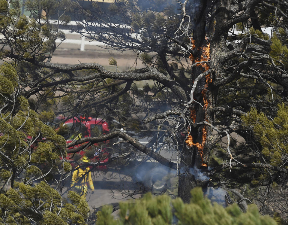 Fire still burns in one of the trees where a fire occurred on Friday, April 22, 2022, in Colorado Springs, Colo. The fire came to just across the road from houses, some still under construction in northern Colorado Springs. Homes were evacuated in the area, because of the gusting winds, some up to 50 mph. (Jerilee Bennett/The Gazette via AP)