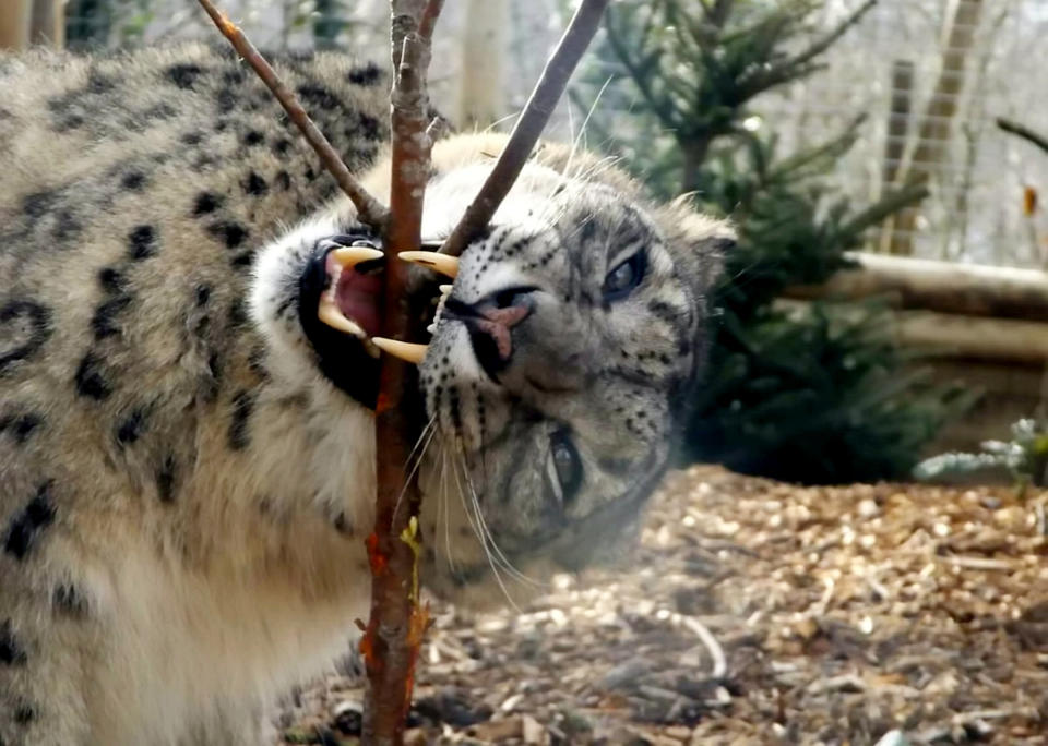 Margaash had been at Dudley Zoo since 2011 (SWNS)