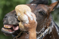 Belmont Stakes entrant Rombauer is washed after taking a training run ahead of the 153rd running of the Belmont Stakes horse race, Wednesday, June 2, 2021, at Belmont Park in Elmont, N.Y. (AP Photo/John Minchillo)