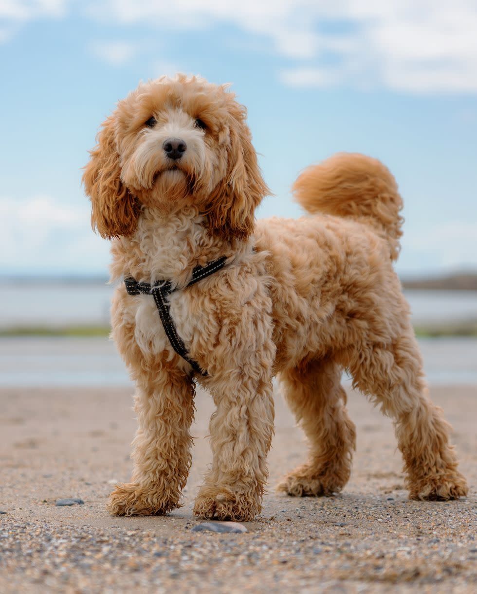 medium dog breeds cockapoo