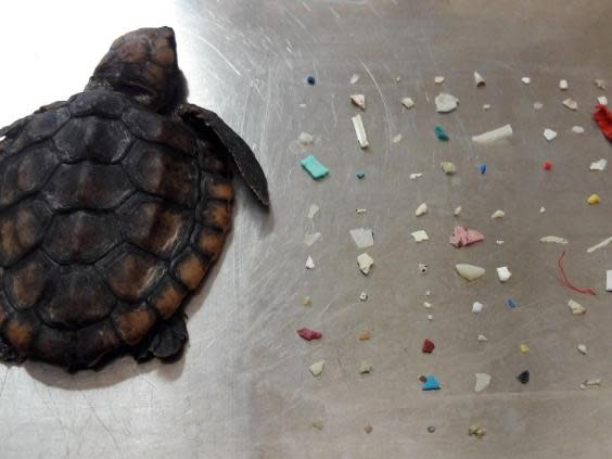 Scientologists came under fire in Ventura, California, for releasing hundreds of balloons outdoors. Marine life can ingest plastic from items like balloons and die, which is what happened to one turtle (pictured) (Gumbo Limbo Nature Center)