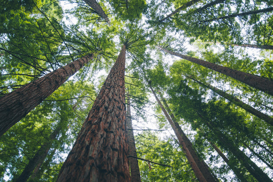 Tall trees with thick trunks and dense foliage, shot from below looking up towards the sky. No people or text are in the image