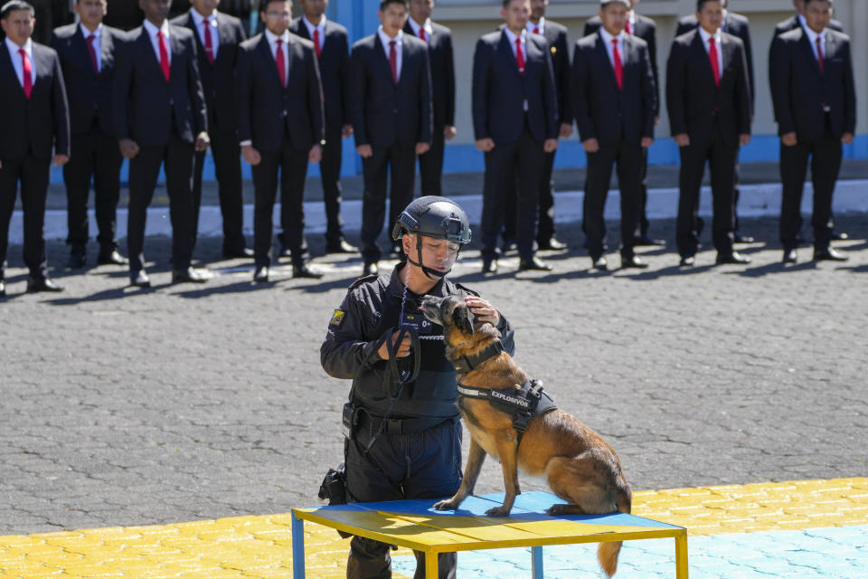 Amanda, una perra pastor belga, recibe una medalla en una ceremonia de reconocimiento por su labor como parte de una brigada de inteligencia militar en Quito, Ecuador, el lunes 3 de junio de 2024. (AP Foto/Dolores Ochoa)