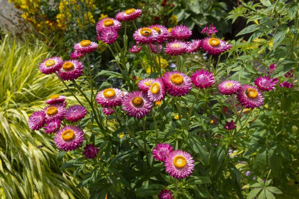 Pink Helichrysum in a summer garden