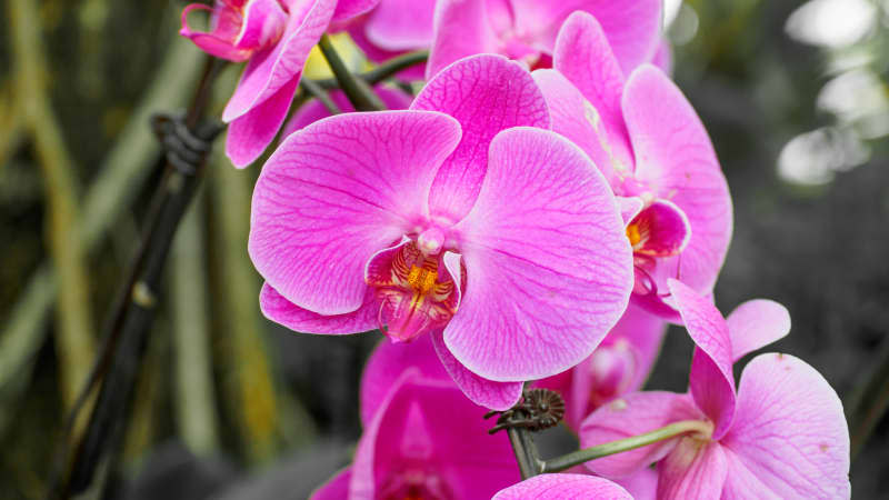 pink moth orchid in close-up shot