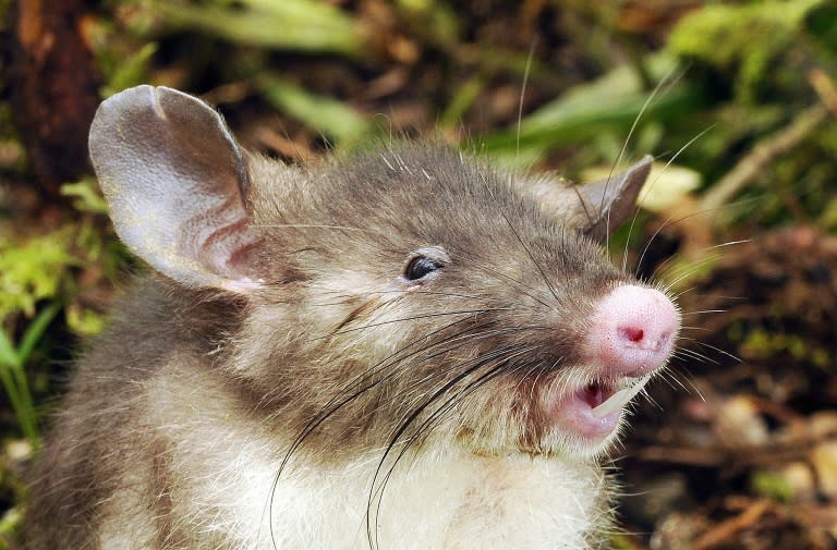 The hog-nosed rat (Hyorhinomys stuempkei) was discovered in a remote mountainous area on the Indonesian island of Sulawesi, according to Australia's Museum Victoria whose scientists were involved