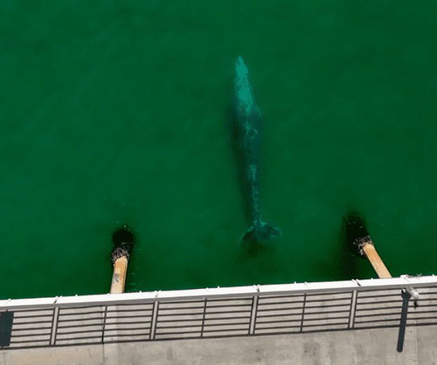 Gray whale getting friendly in Hermosa Beach.<p><a href="https://www.instagram.com/antoni74/" rel="nofollow noopener" target="_blank" data-ylk="slk:Instagram/Antonia74;elm:context_link;itc:0;sec:content-canvas" class="link ">Instagram/Antonia74</a></p>