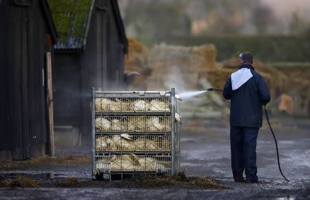 An official sprays ducks during a cull at a duck farm in Nafferton, northern England November 18, 2014. REUTERS/Darren Staples