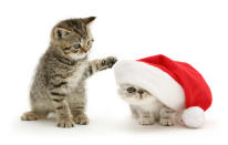 <p>A playful tabby kitten dabs at a silver Exotic kitten. (Photo: Warren Photographic/Caters News) </p>