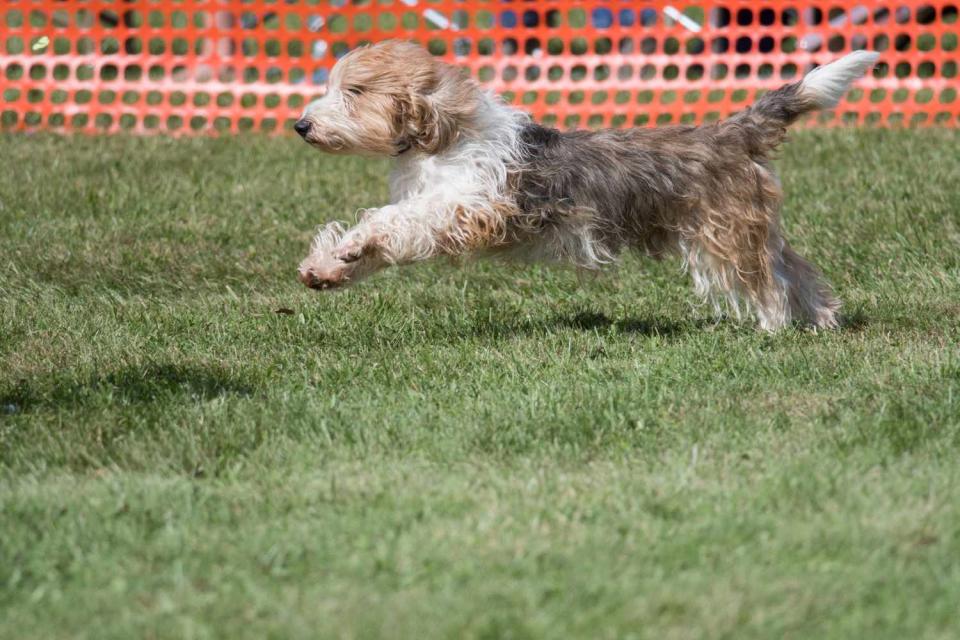 Petit Basset Griffon Vendéen running