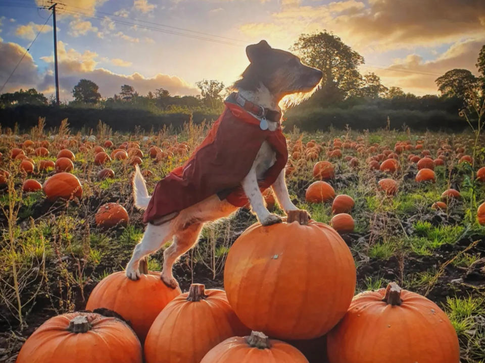Claremont Farm’s ‘pick your own pumpkins’ event opens on October 7 and will run until the pumpkins are all gone! Entry is free, you just pay for what you pick. (Photo: Claremont Farm)