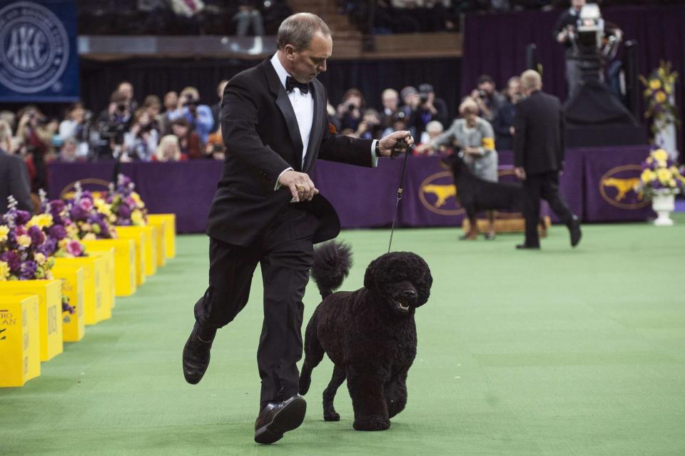 Portuguese water dog Matisse is run through the ring by her handler as she competes in the working group on the last day of judging of the 2014 Westminster Kennel Club Dog Show in New York