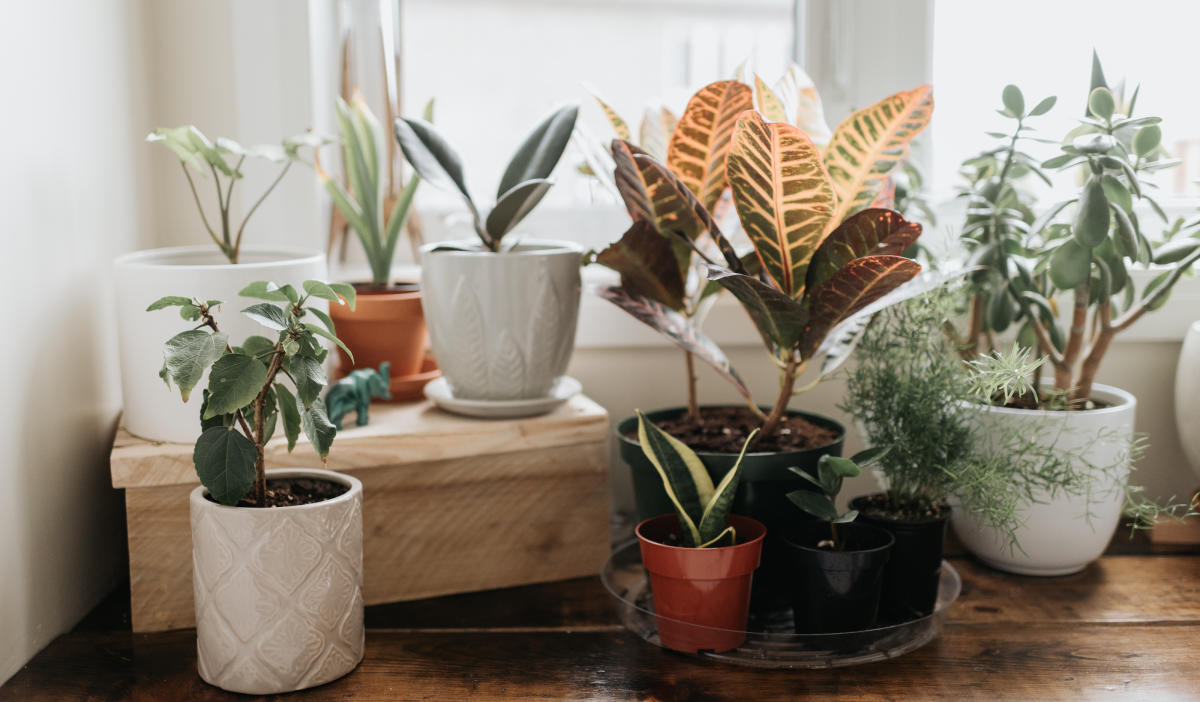 Terracotta vs. Ceramic Pots: Which is Better for Your Houseplants?