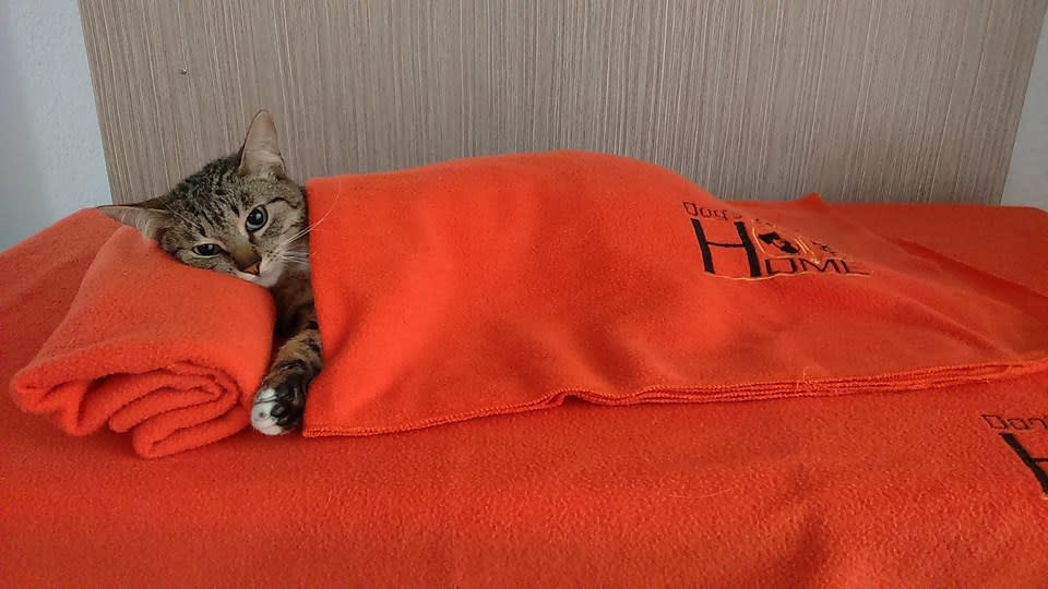 <p>A las mascotas hospedadas en el hotel se las ve muy cómodas ¿no crees? ¿Qué te parece el sitio? Cuéntanos. </p>