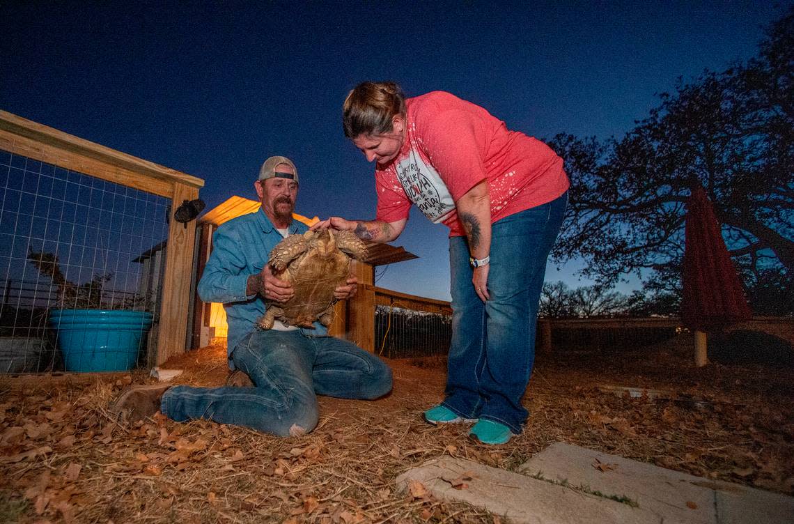 “We both love animals,” Sam Wheeler said. Christy and Sam care for a brood of animals including two Highland bulls, a miniature donkey and horse, four dogs, a Mississippi map turtle and a sulcata tortoise hatchling they have name Little Joe.