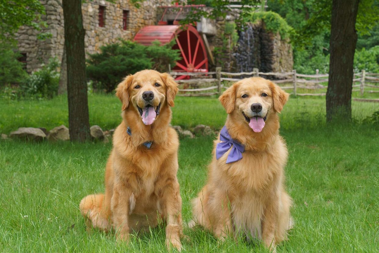 Spencer and Penny the golden retrievers