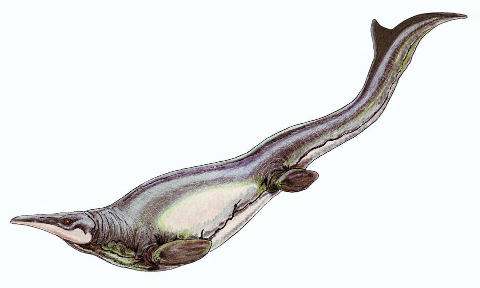 Scientists believe the mosasaur did the breaststroke (Picture: SWNS)