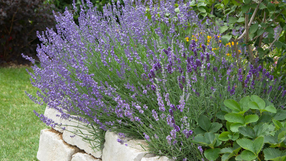 Lavender plant