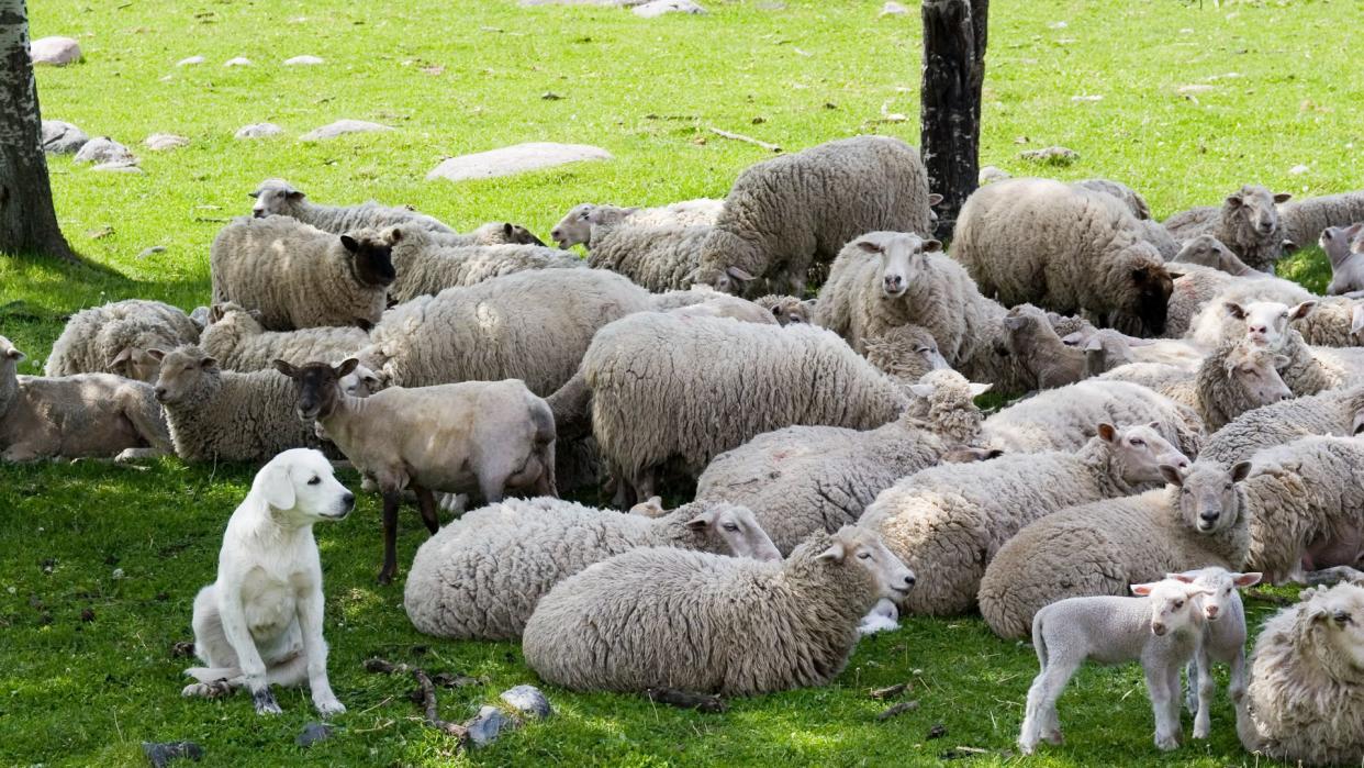 Akbash dog guarding sheep