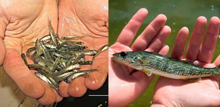 At left, several walleye summer fingerlings. At right, one fall fingerling. 