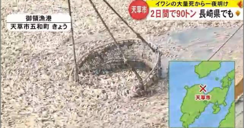 日本熊本縣天草市的御領魚港周邊大量暴斃的的沙丁魚屍體。（圖／擷取自熊本電視台新聞畫面）