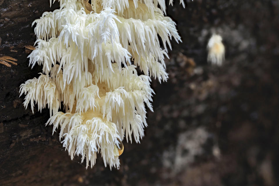 Klar zu erkennen: Der Ästige Stachelbart bildet hunderte von kleinen Ästchen, die dem Pilz die Optik einer Koralle bescheren. Auf diesem Bild handelt es sich nicht um den im Eberswalder Forst gefundenen Pilz. (Foto: Getty Images)