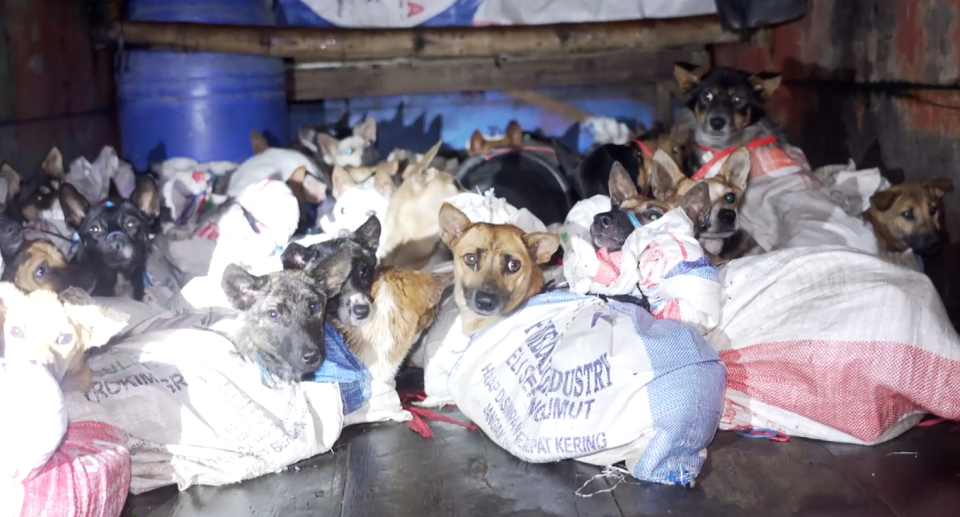 Dogs in sacks stare at the camera from the back of the truck they were rescued from.