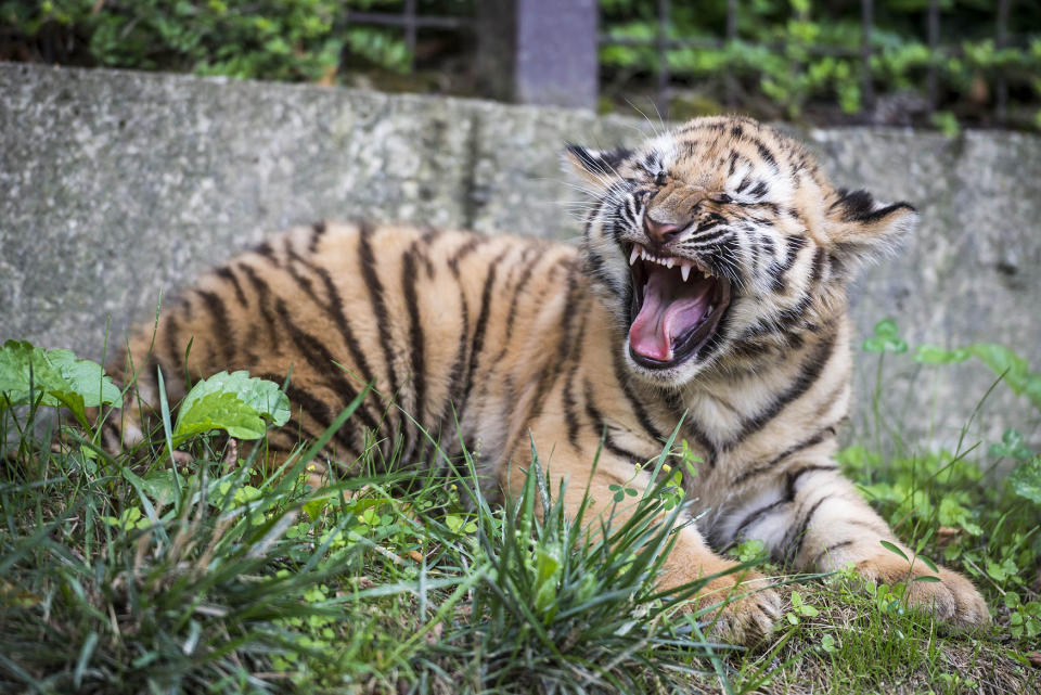 Siberian tiger