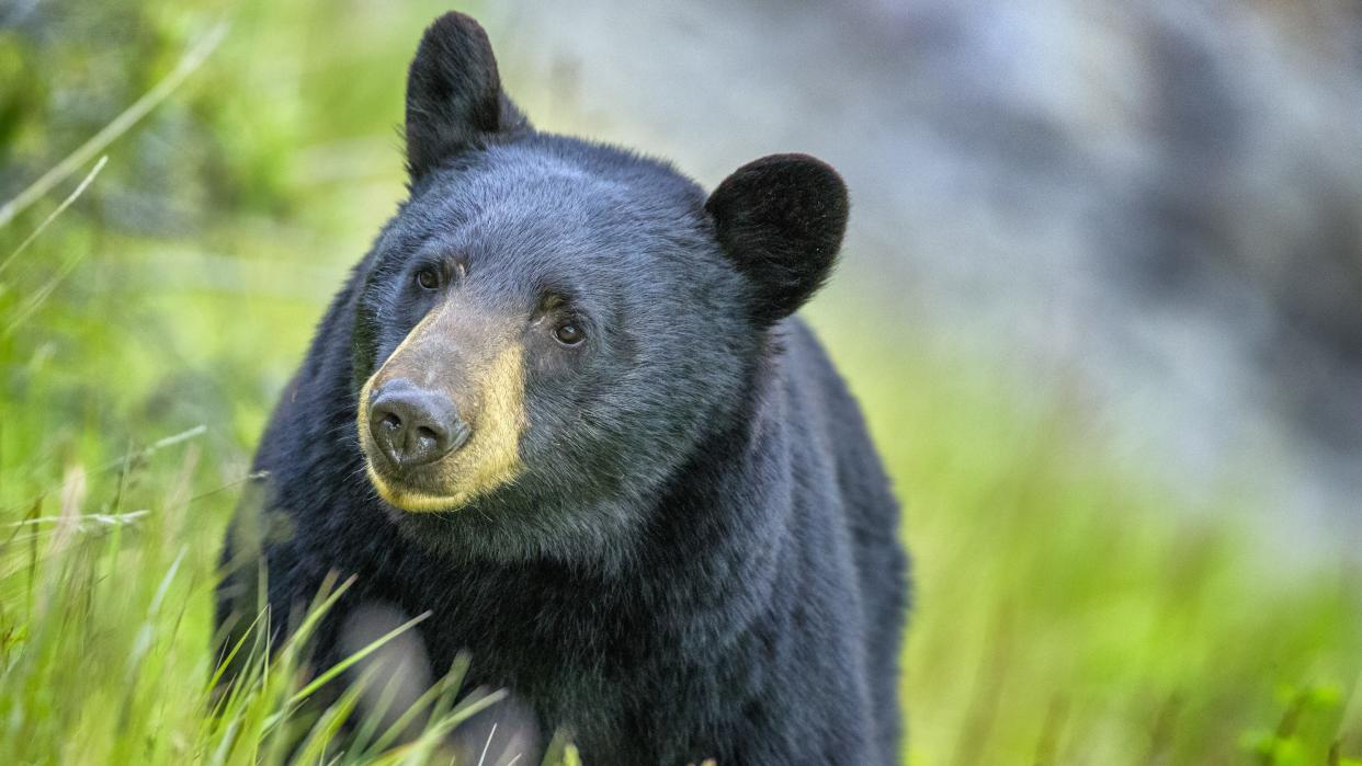  Close-up of black bear. 