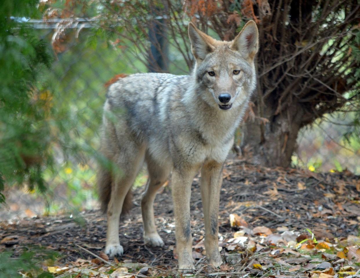 A male coyote Shilah (shy-luh) calls the Akron Zoo's Mike & Mary Stark Grizzly Ridge exhibit home.