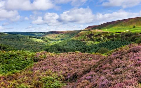 The North York Moors currently resembles a thick carpet of purple - Credit: Getty