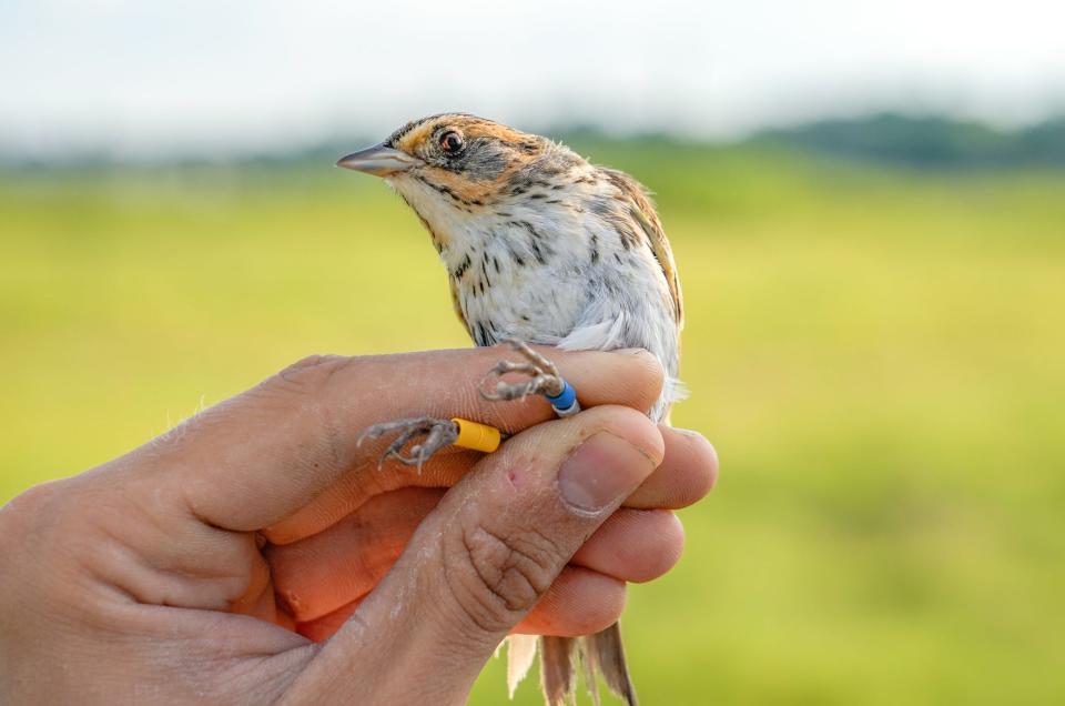 An adult female saltmarsh sparrow, banded by researchers to help track its movements. The species breeds exclusively in coastal salt marshes between Virginia and Maine, where seas are rising faster than nearly anywhere else on Earth.