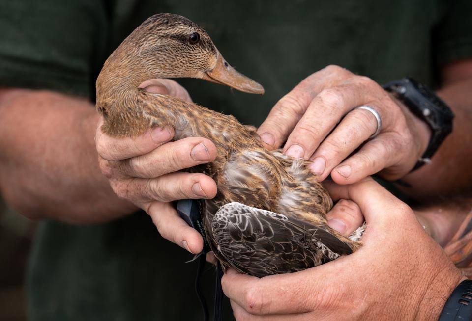 Dan Collins (top), USFWS migratory game bird biologist, and Eric Larson, volunteer, fit a Mexican duck with a tracking collar on Aug. 16, 2023, at the Whitewater Draw Wildlife Area in McNeal, Arizona.