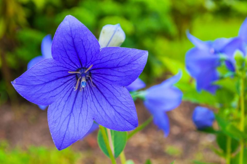 Balloon Flower