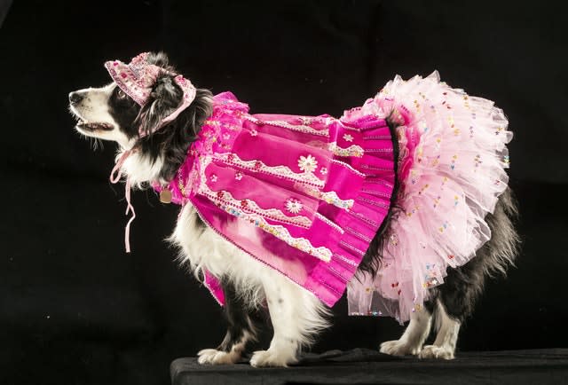 Halloween dress up Dog#Asha the border collie with a beautiful heart shaped  fur chest