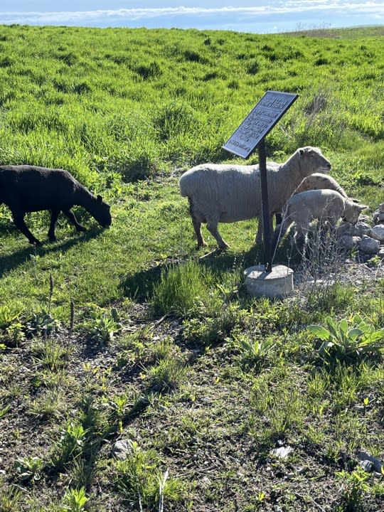 Wooly Green Grazers