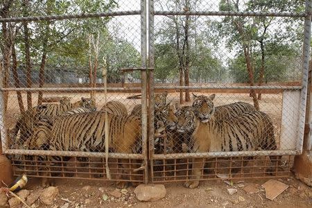 Tigers are seen behind a fence at the Tiger Temple in Kanchanaburi province, west of Bangkok, Thailand, February 25, 2016. REUTERS/Chaiwat Subprasom