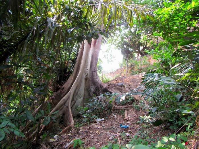 City forest: Famous for its elephants, not many visitors are aware that Lampung also has a city forest located just behind the Hartono Hotel on Jl. Kesehatan.