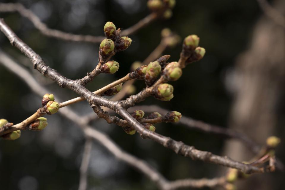 On an unusually warm March day, Cherry Blossom Trees are seen budding but not yet in bloom, Monday, March 7, 2022, along the tidal basin in Washington. (AP Photo/Jacquelyn Martin)