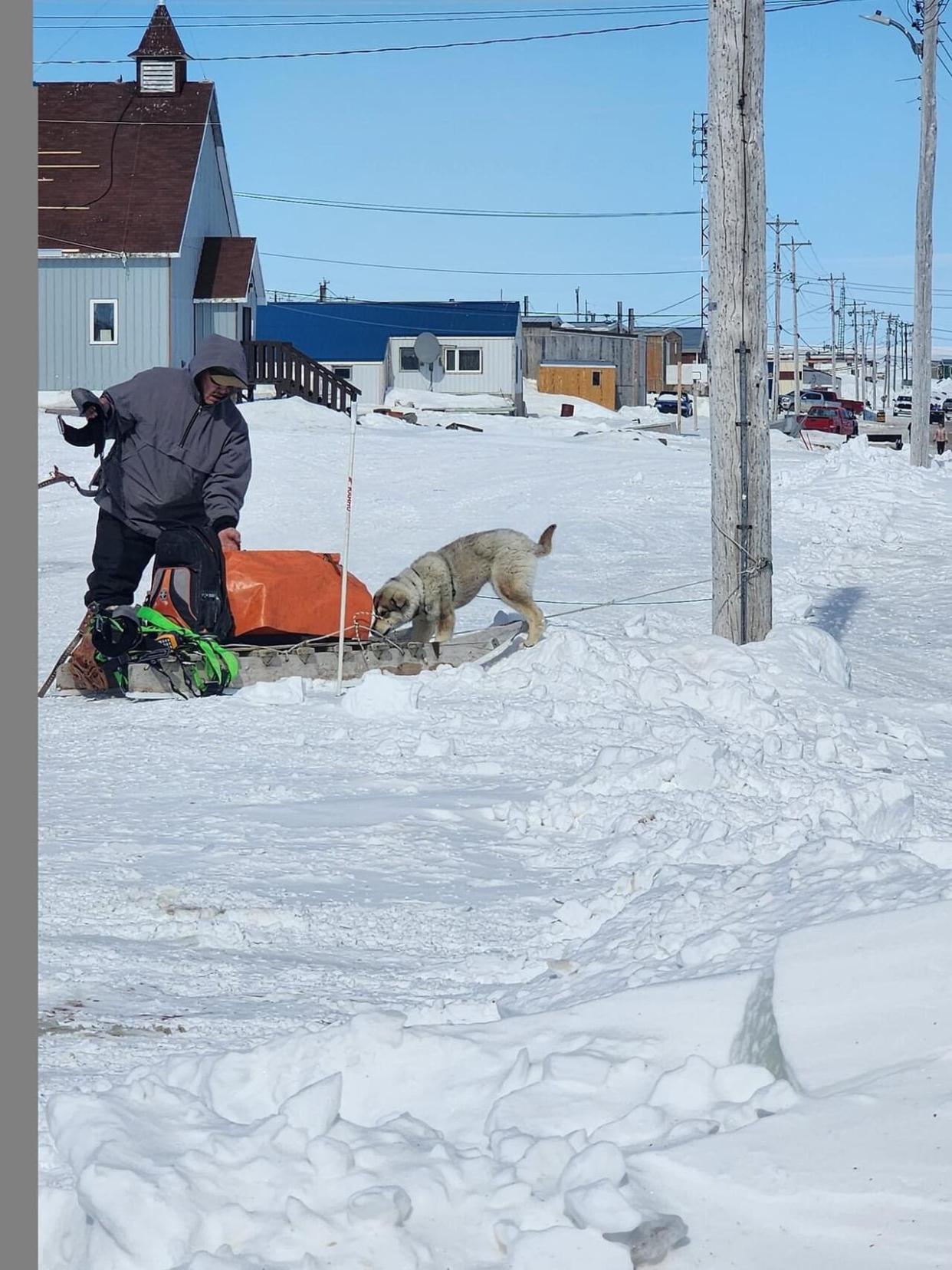 John Pudlat fixes Northwestel's phone lines in Coral Harbour, Nunavut, using his dog and a sled to transport his equipment around town.  (Submitted by John Pudlat  - image credit)