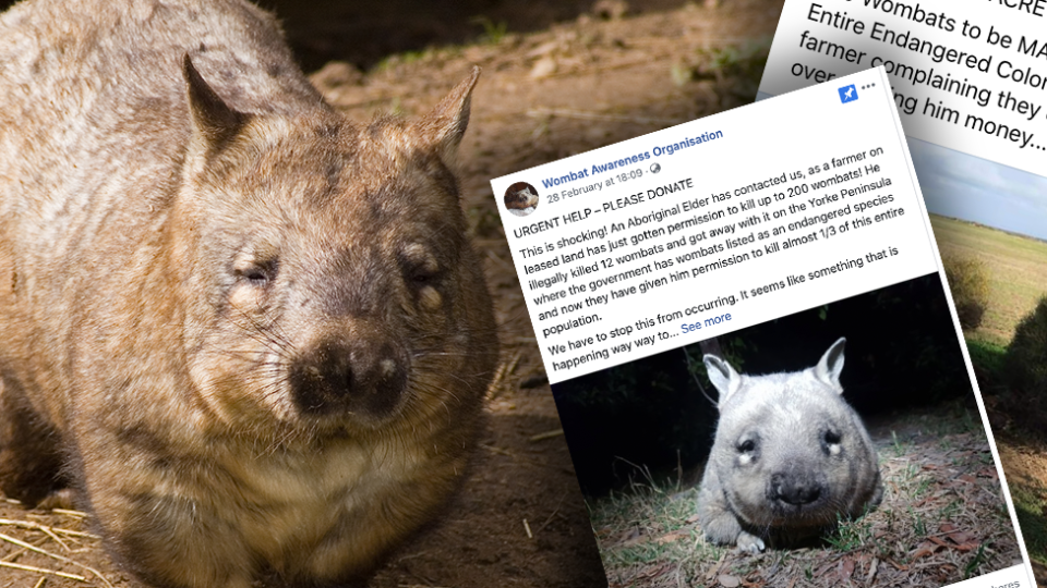 The background image is of a southern hairy-nosed wombat. Images from Facebook campaigns to stop the slaughter are posted on top.